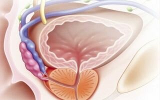 Предстательная железа (простата): как выглядит, анатомия органа