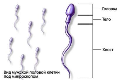 Как выглядит здоровый сперматозоид