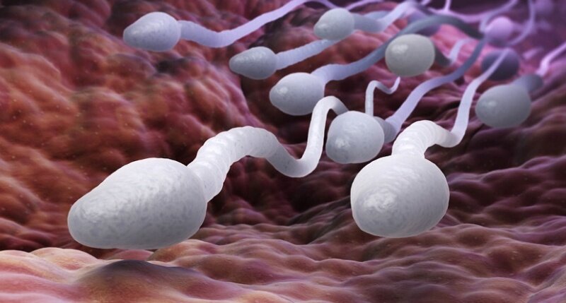 Сперматозоиды во влагалище